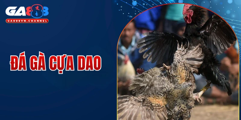 đá gà cựa dao