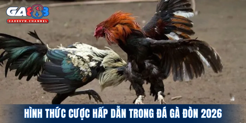 Hình thức cược hấp dẫn trong đá gà đòn 2026