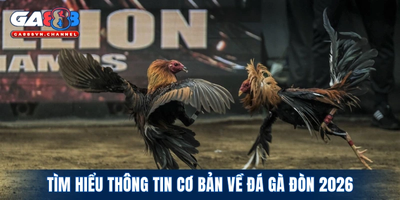 Tìm hiểu thông tin cơ bản về loại hình đá gà đòn 2026